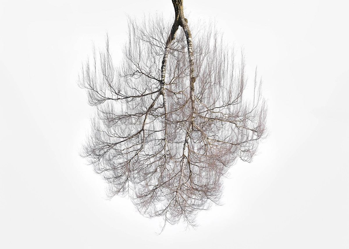 Tree Crowns 01