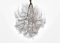 Tree Crowns 01