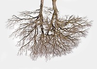Tree Crowns 04