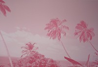 Pink Palm
