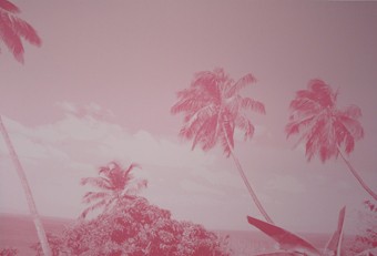 Pink Palm
